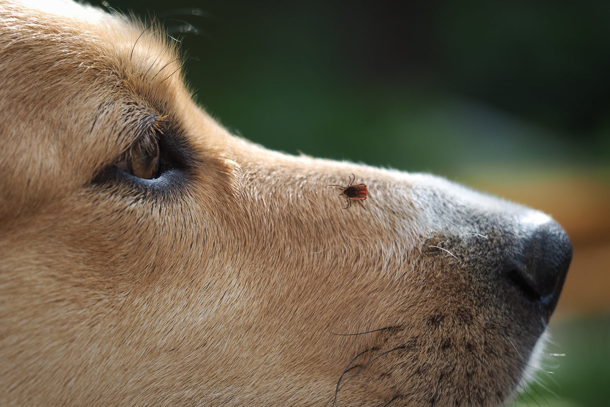 Borreliose Hund