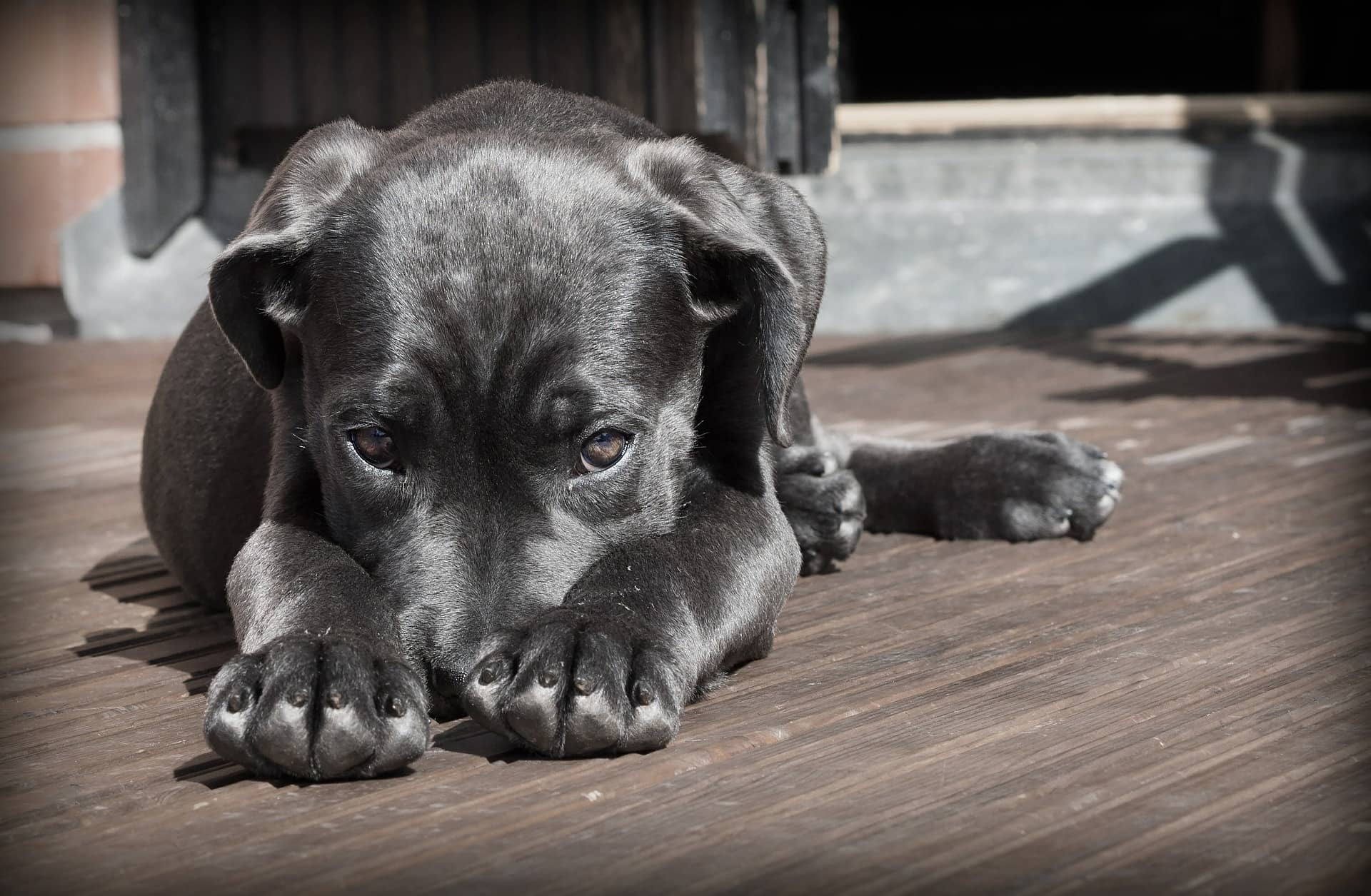 Darmgesundheit beim Hund