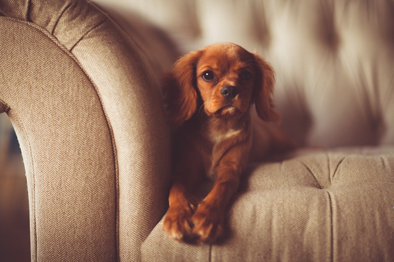 Hund allein zuhause: Wie du deinem Hund das Alleinsein beibringen kannst