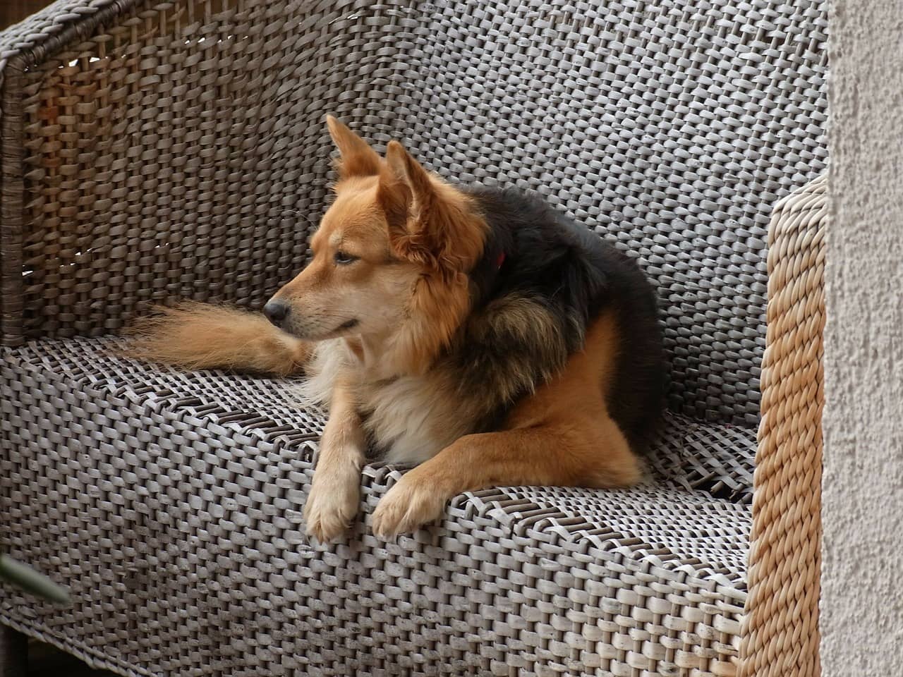 Wie Du Deinen Hund mit dieser einfachen Übung in nur 5 Minuten mental auslastest!