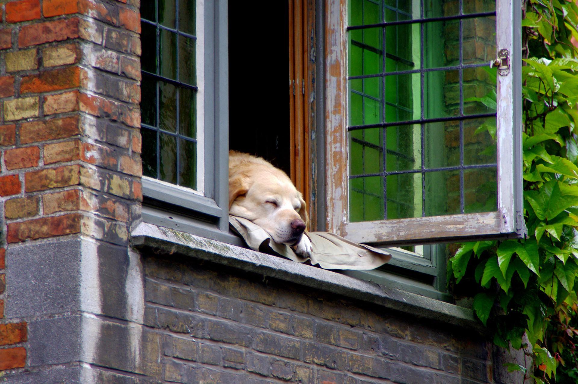Hund alleine lassen: So machst Du es richtig!