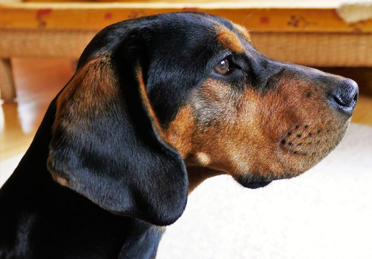 Optimale Hygiene: So kannst du deinem Hund die Ohren reinigen!