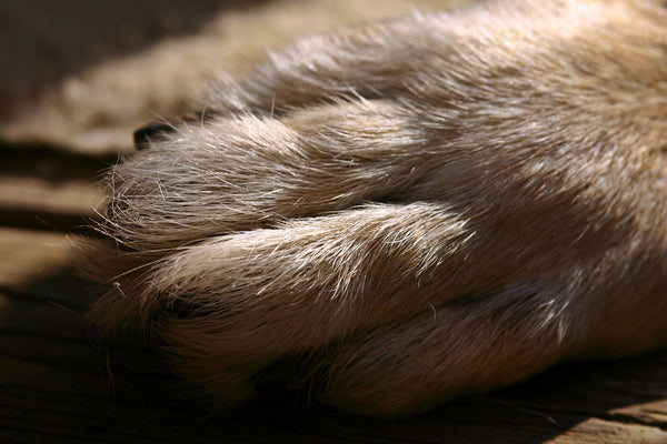 Krallen schneiden beim Hund – im Handumdrehen zur perfekten Pediküre