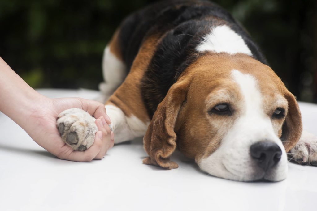 Kosten Wurmkur Hund
