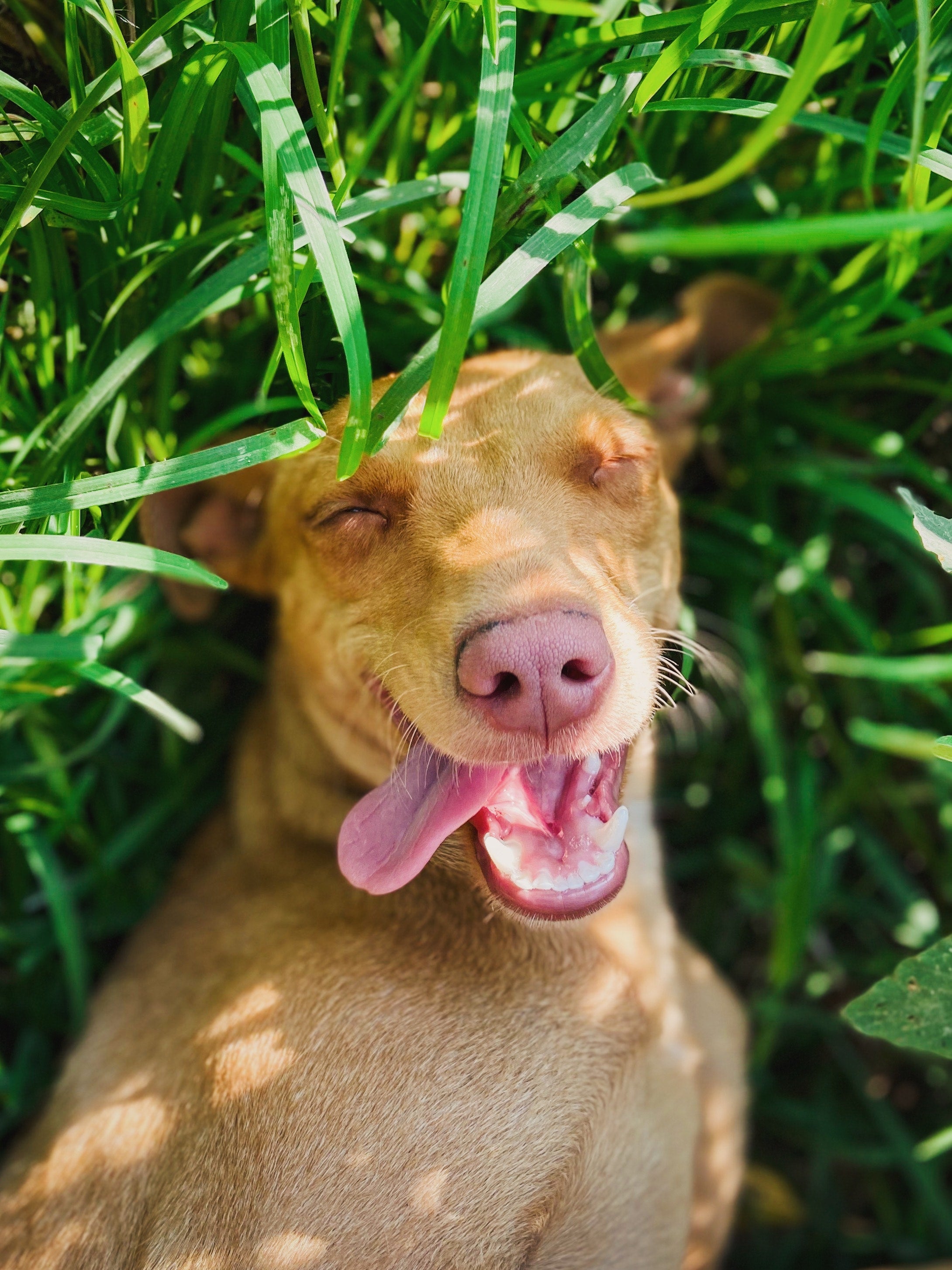 Eine Zecke entfernen beim Hund