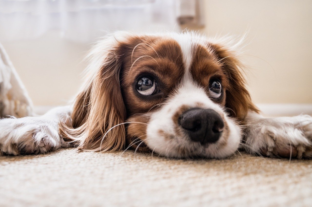 Dein Hund will einfach nicht fressen? Finde heraus, woran es liegen könnte