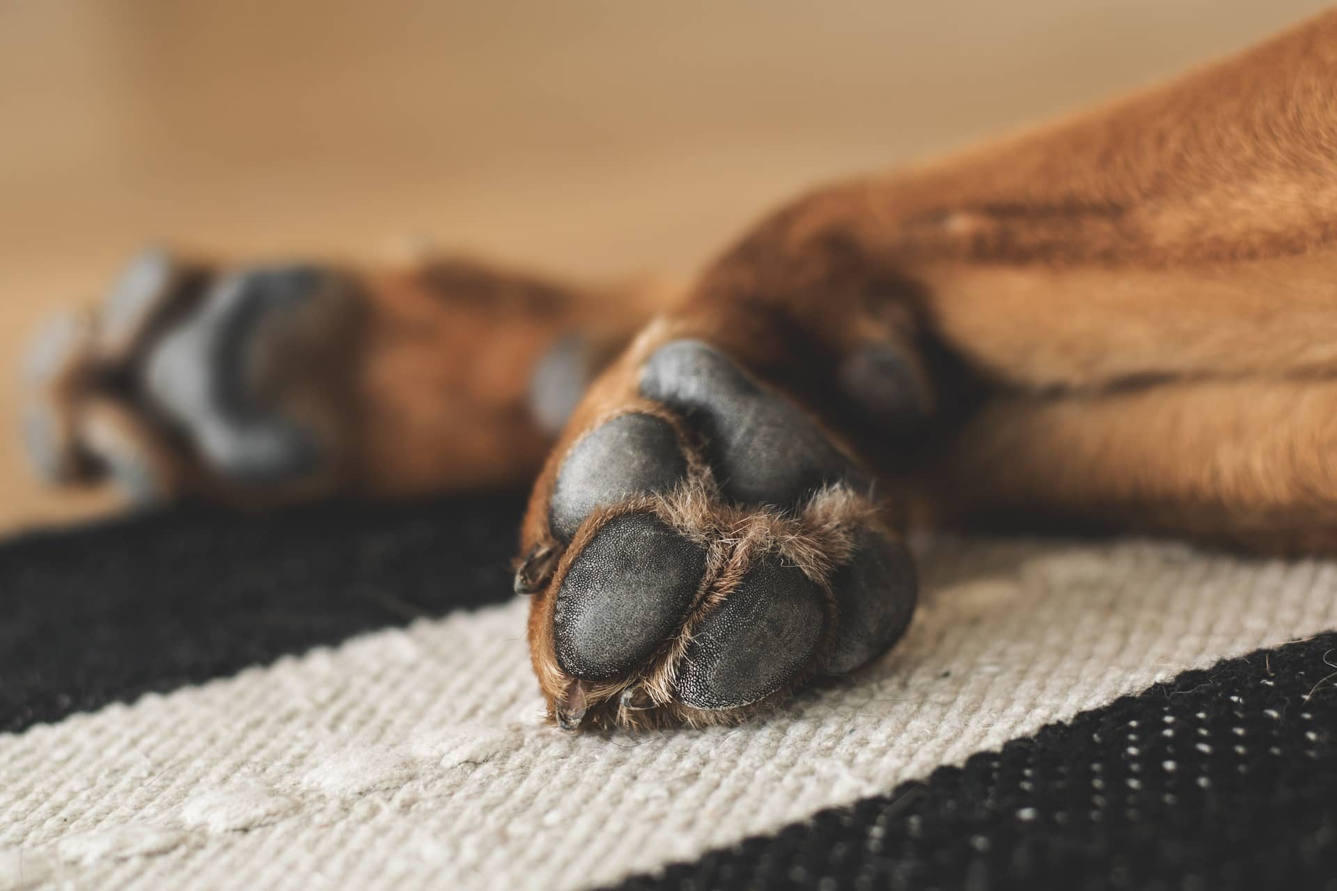Hundebesitzer aufgepasst: Deshalb leckt sich dein Hund die Pfoten!