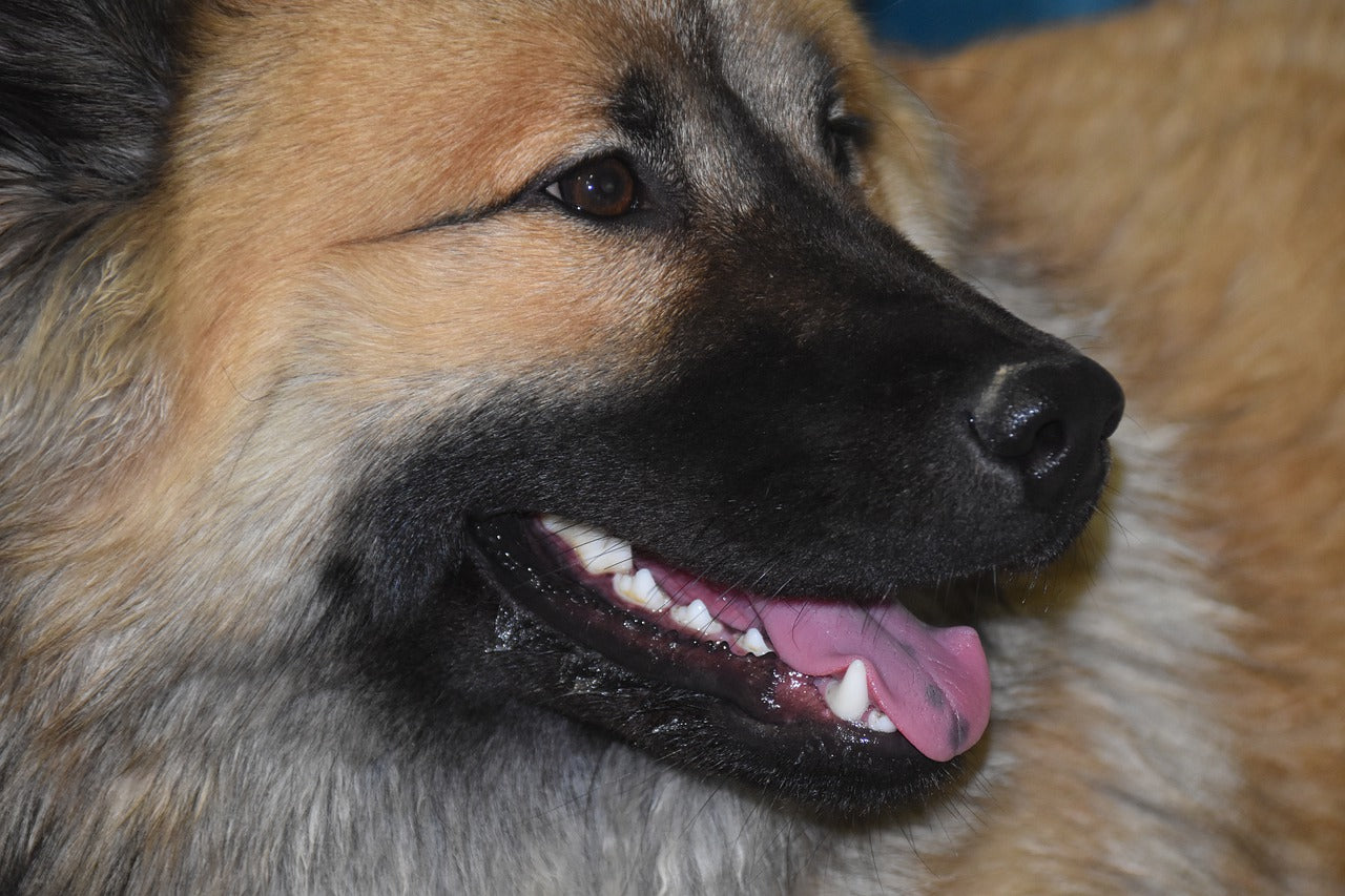 Die Zahngesundheit bei Hund & Katze