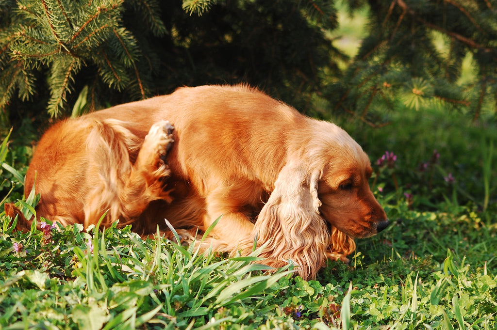 Hund kratzt sich stndig - was kann ich tun? | Tierliebhaber Blog