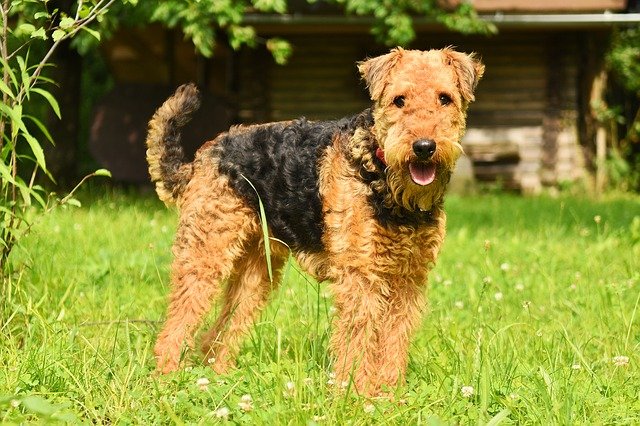 Hilfe mein Hund hat Durchfall! …und was Du dagegen tun kannst!