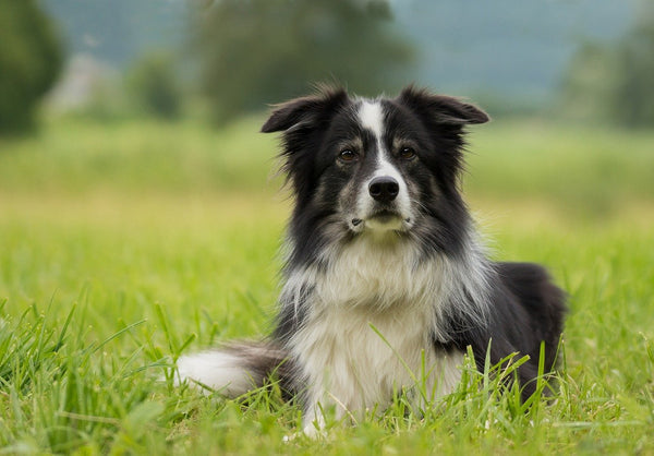 Hundebesitzer aufgepasst: Das solltest du über Zecken wissen
