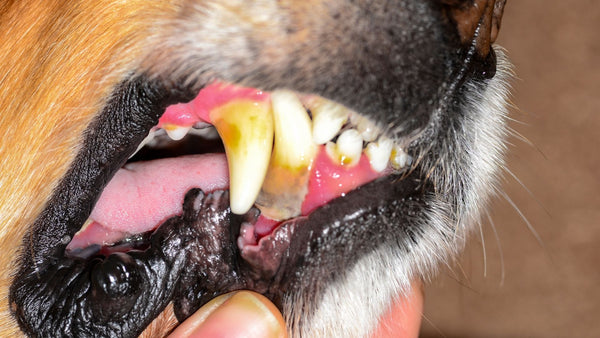 Zahnsteinentfernung für Hunde – alle Kosten auf einen Blick