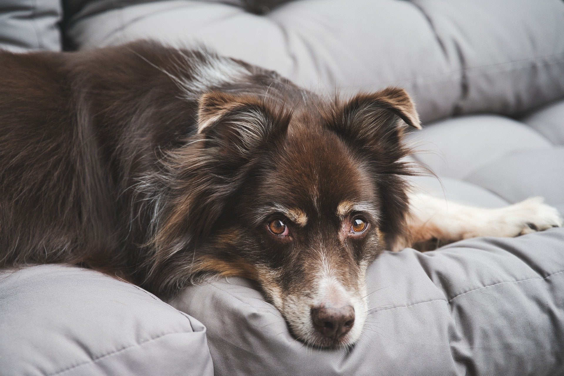 Wurmkur Hund liegt auf dem Sofa