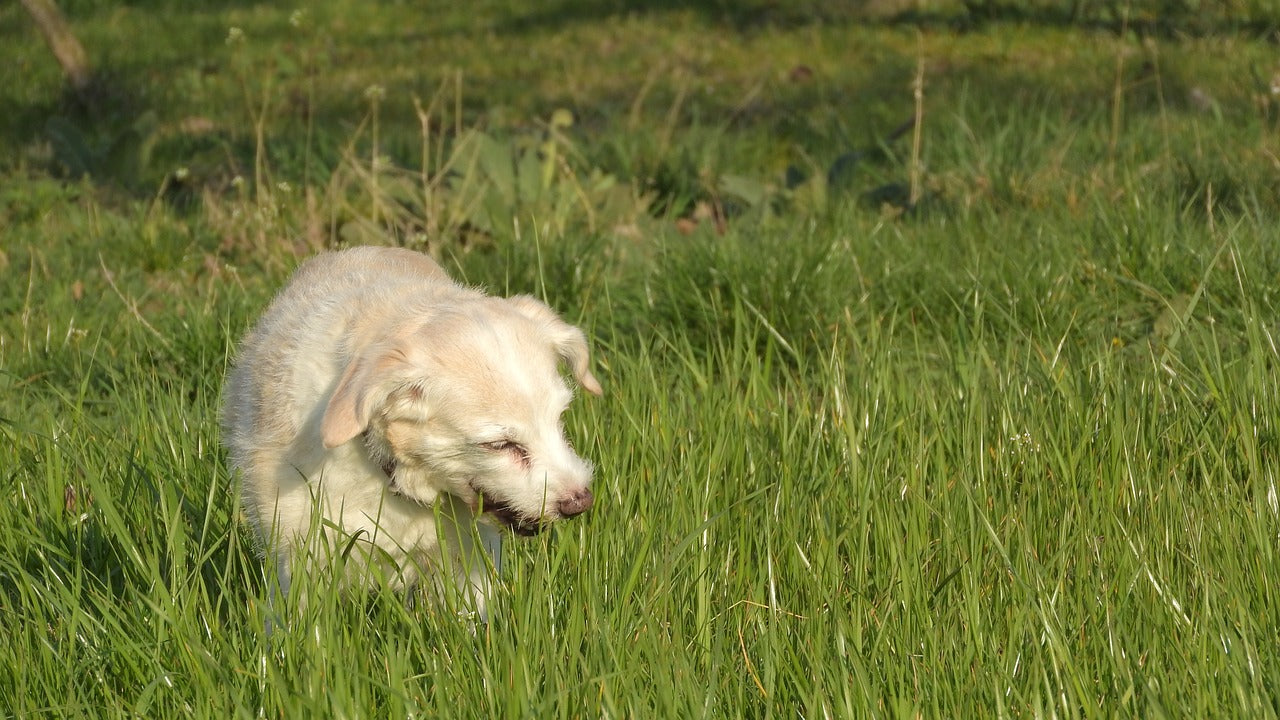 Hund frisst Gras