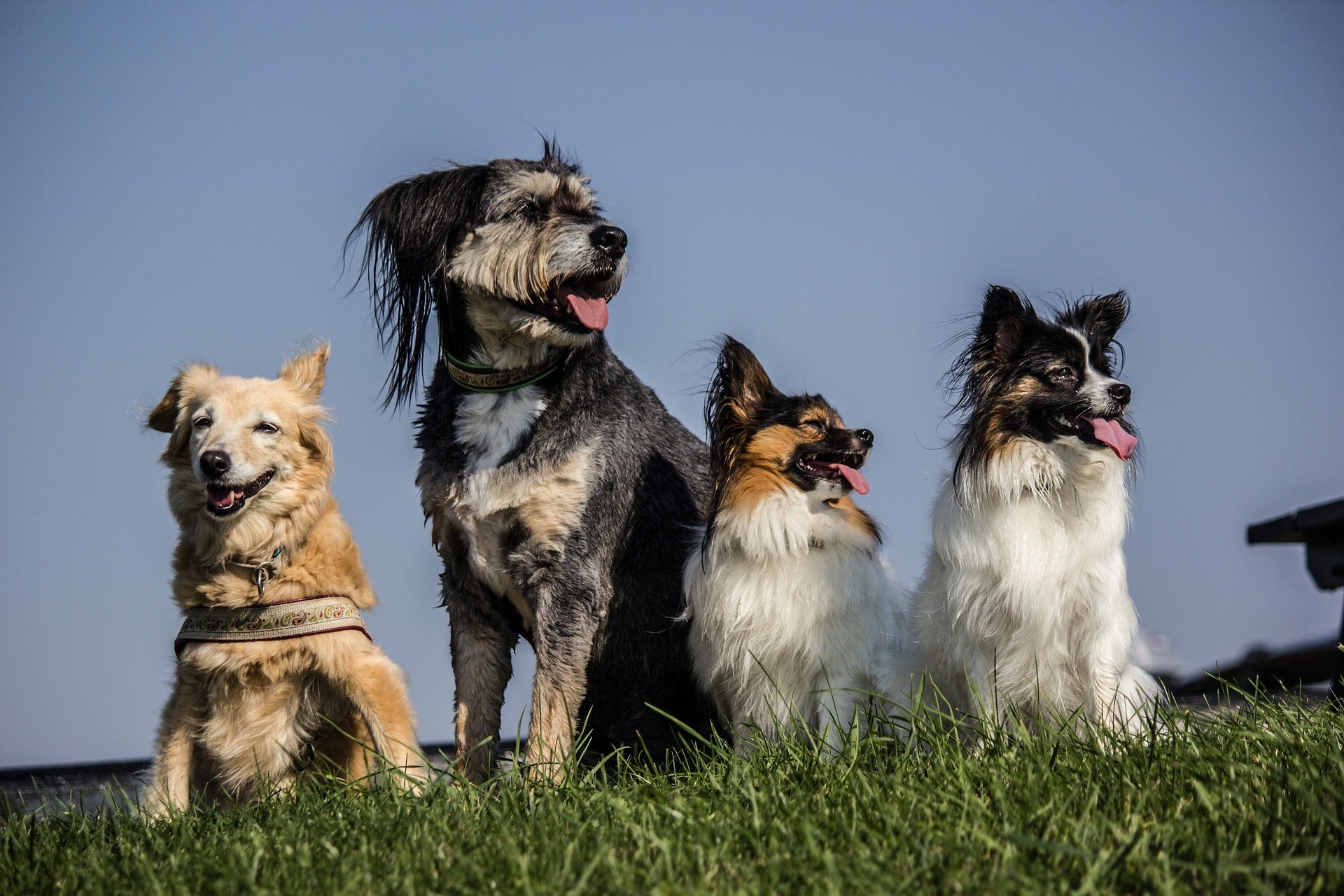 Welcher Hund passt zu mir- die Frage aller Fragen für werdende Hundebesitzer
