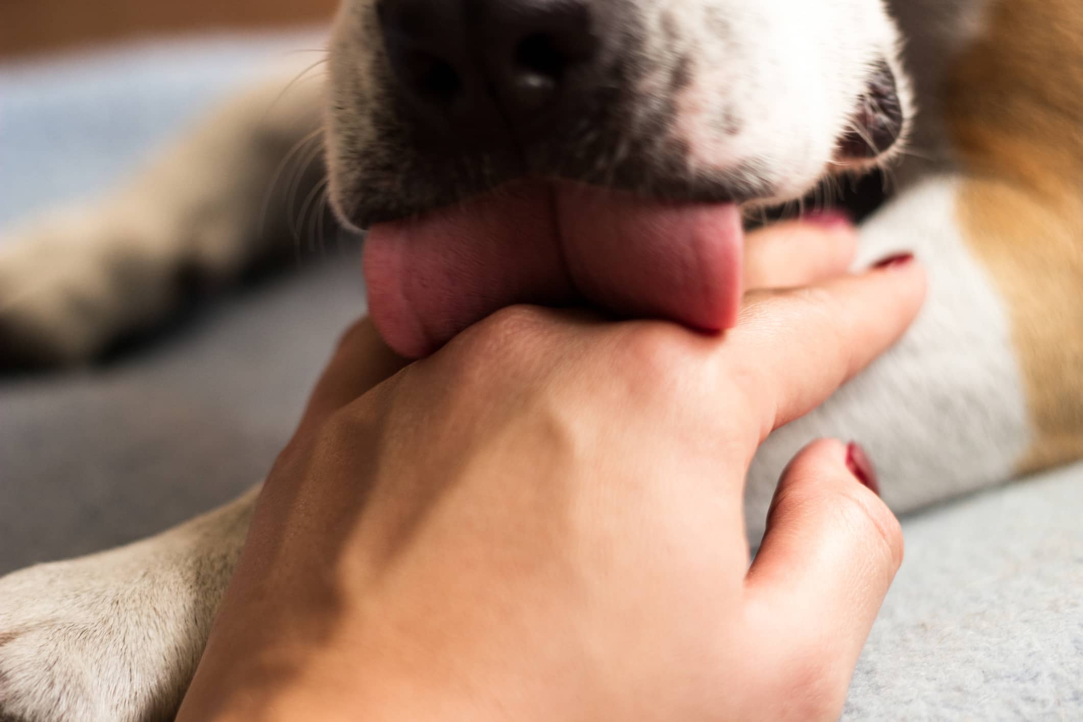 Warum lecken Hunde einen ab?