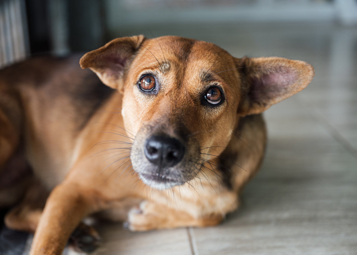 Warum zittert mein Hund?