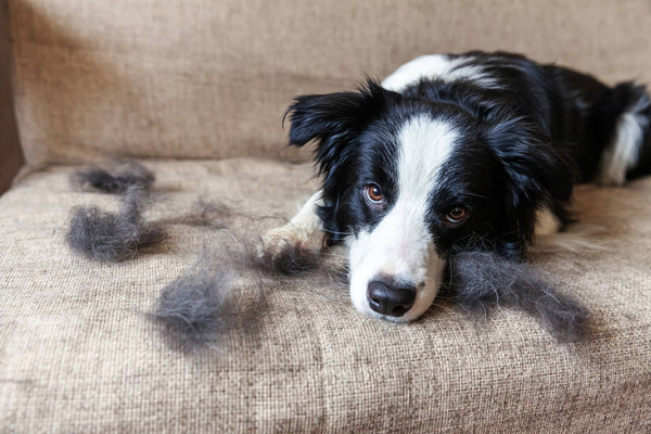 Mein Hund verliert Fell – wie viel Haarausfall ist normal?