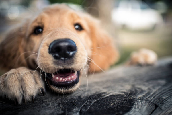Einfach atemberaubend – Mundgeruch beim Hund