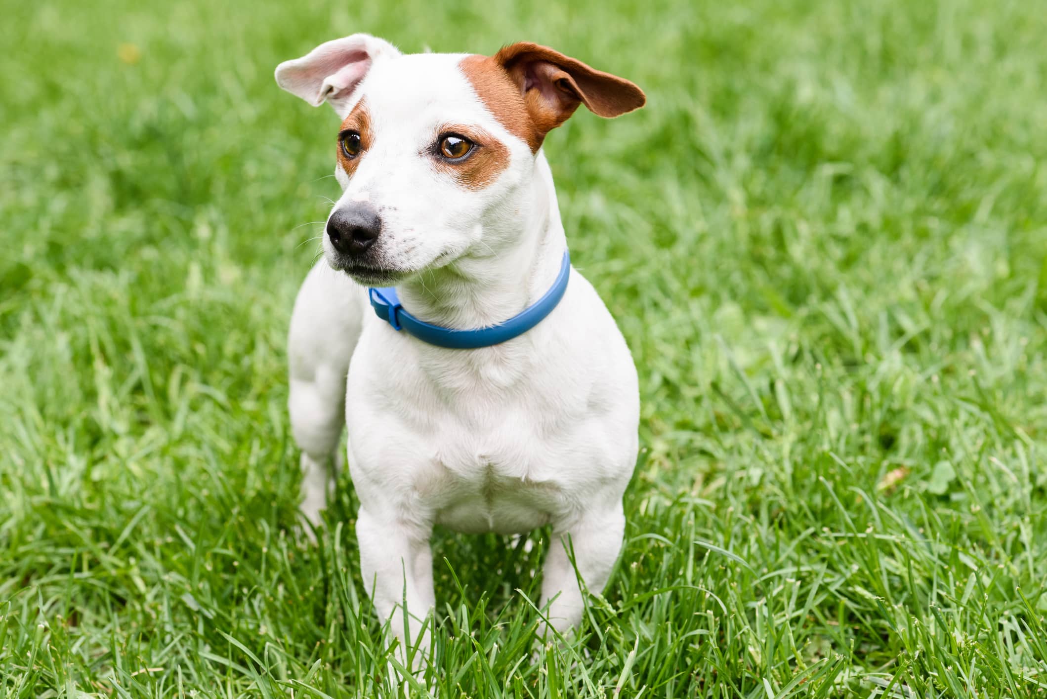 Zeckenhalsband Hund 