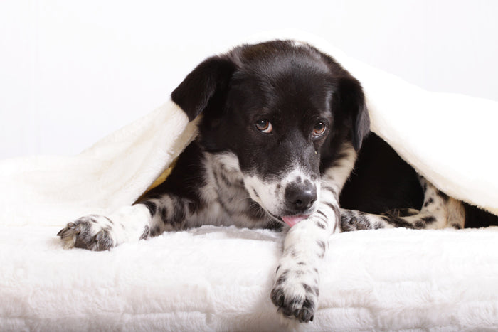 Zeckenhalsband fr Hunde  Nebenwirkungen - Tierliebhaber