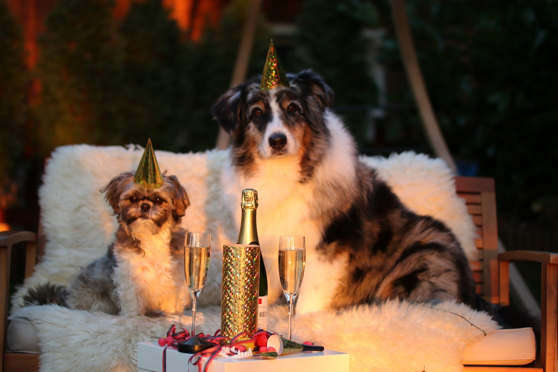 Silvester mit Hund – entspannt die Korken knallen lassen