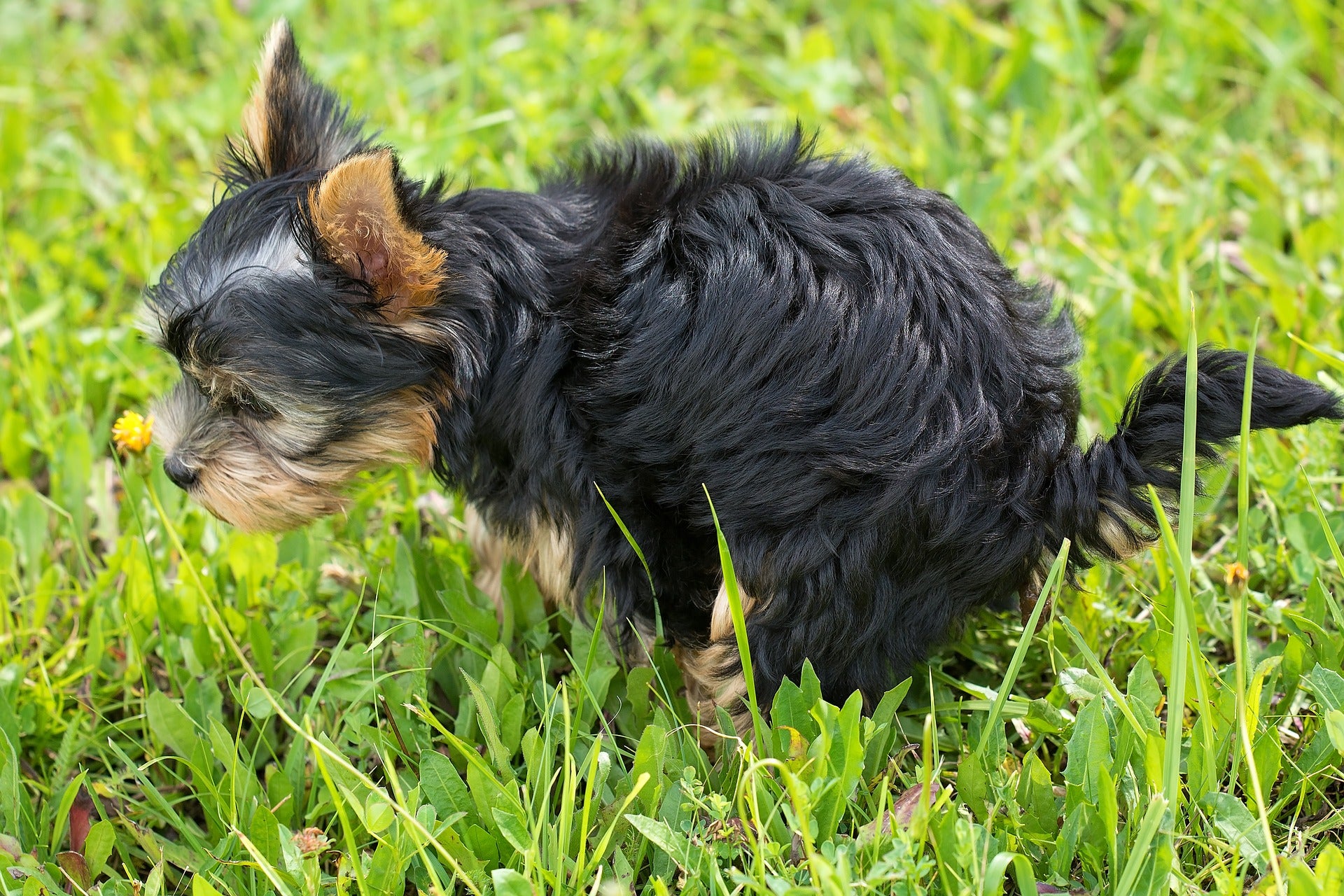 Was die Farbe vom Hundekot zu bedeuten hat