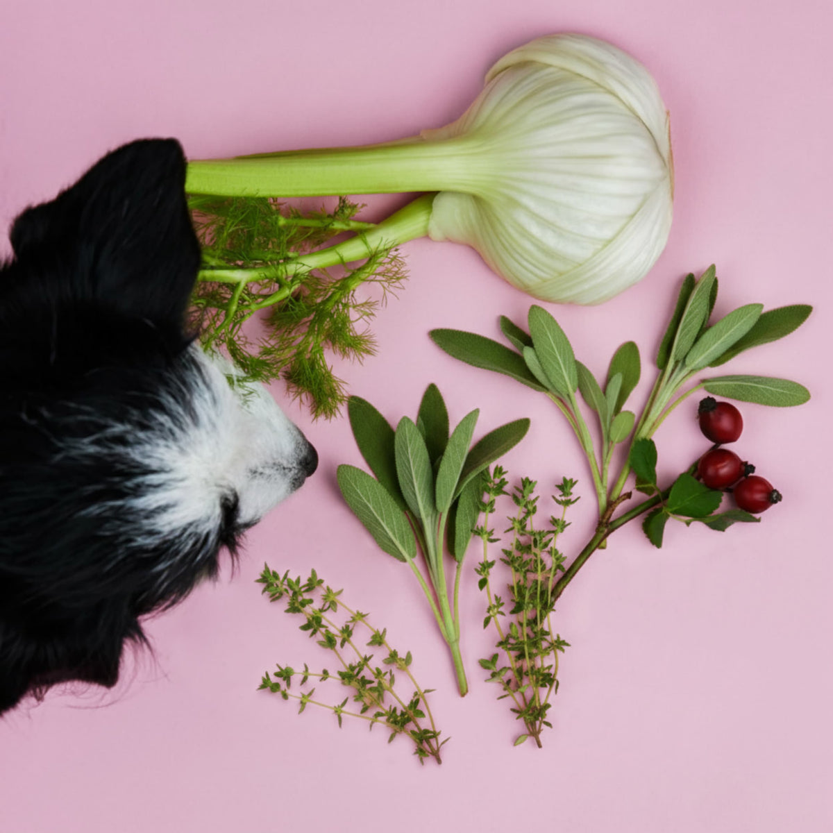 Bronchialsaft für Hunde