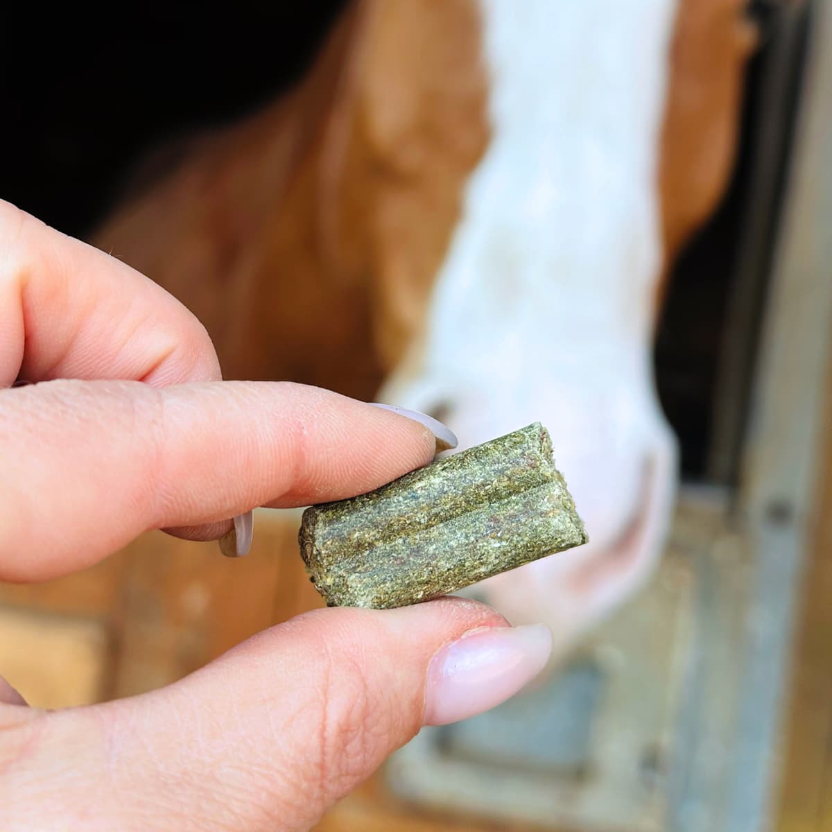 Hufsnack Pferd