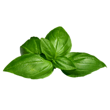 Basilikumöl