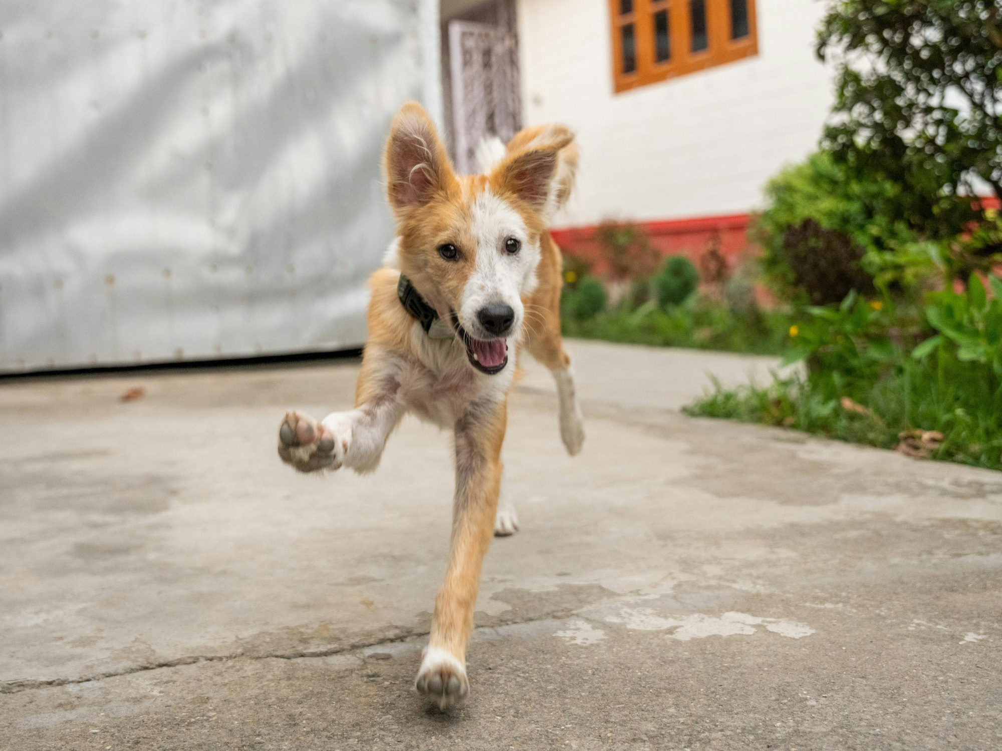 Für einen natürlich gesunden Hunde-Darm