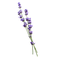 Lavendel