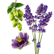 Lavendel, Hopfen und Passionsblume