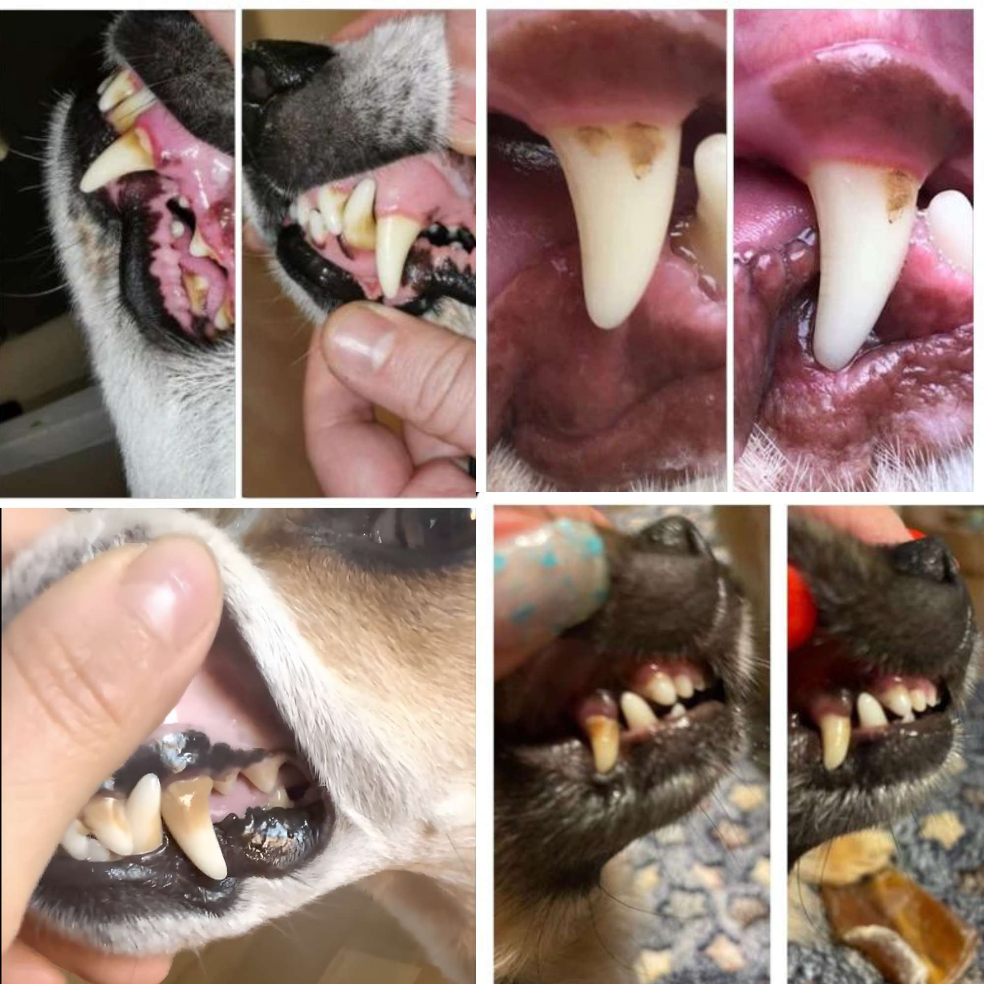 Über 150.000 andere Hundehalter, Tierärzte und Tierheilpraktiker sind begeistert!