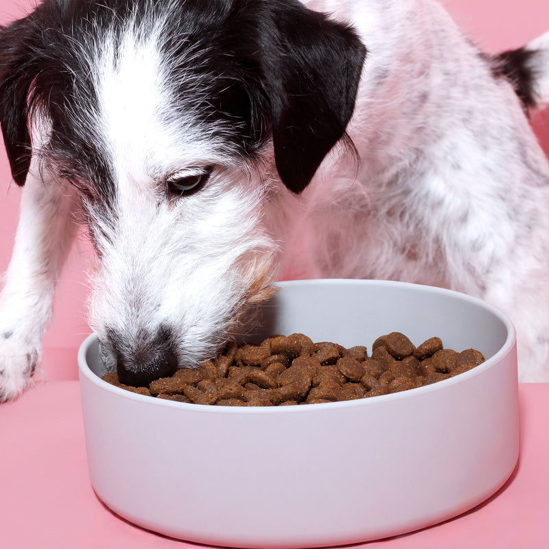 Trockenfutter Rind mit Reis