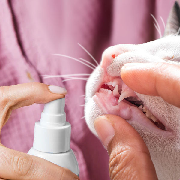 Dentalspray (Katzen)