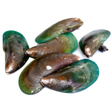 Grünlippmuschel