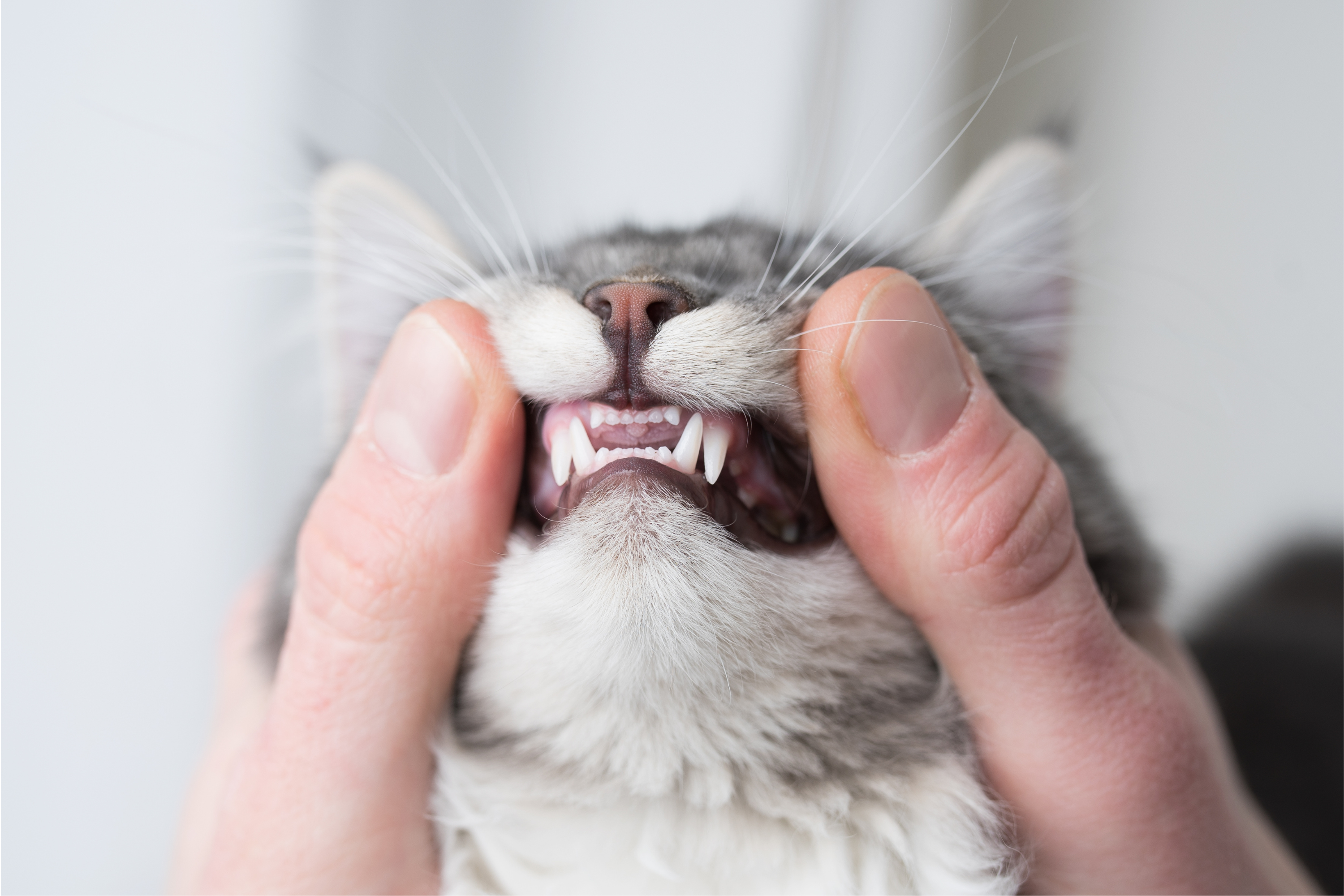 Über 150.000 andere Katzenhalter, Tierärzte und Tierheilpraktiker sind begeistert!