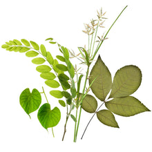 Ausgewählte Wildkräuter