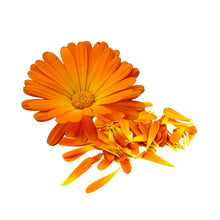 Ringelblume