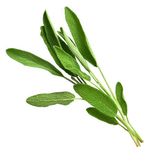 Salbei
